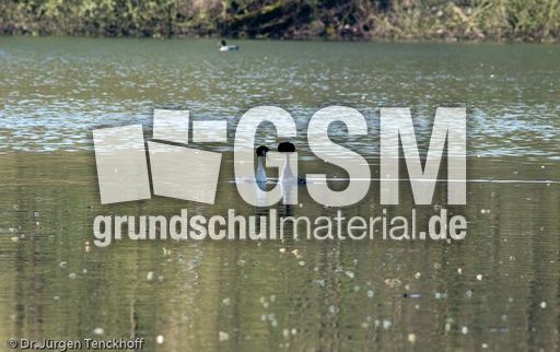 Haubentaucher (15 von 22).jpg